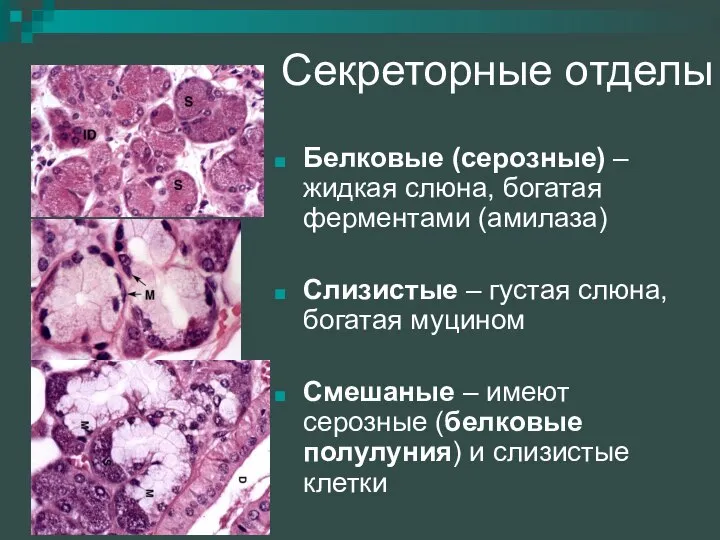 Секреторные отделы Белковые (серозные) – жидкая слюна, богатая ферментами (амилаза) Слизистые