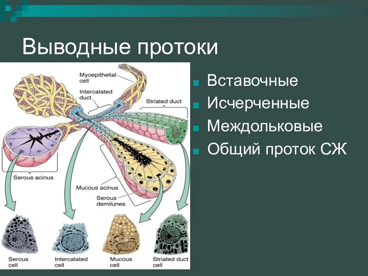 Выводные протоки Вставочные Исчерченные Междольковые Общий проток СЖ