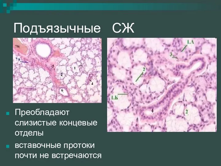 Подъязычные СЖ Преобладают слизистые концевые отделы вставочные протоки почти не встречаются