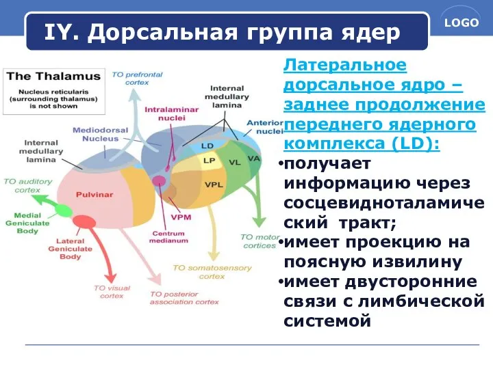 IY. Дорсальная группа ядер Латеральное дорсальное ядро – заднее продолжение переднего