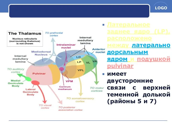 Латеральное заднее ядро (LP), расположено между латерально дорсальным ядром и подушкой