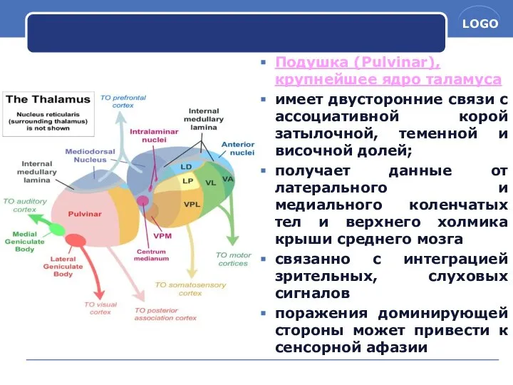 Подушка (Pulvinar), крупнейшее ядро таламуса имеет двусторонние связи с ассоциативной корой