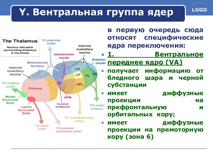 Y. Вентральная группа ядер в первую очередь сюда относят специфические ядра