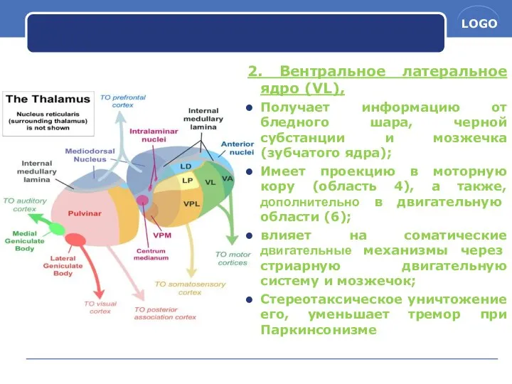 2. Вентральное латеральное ядро (VL), Получает информацию от бледного шара, черной