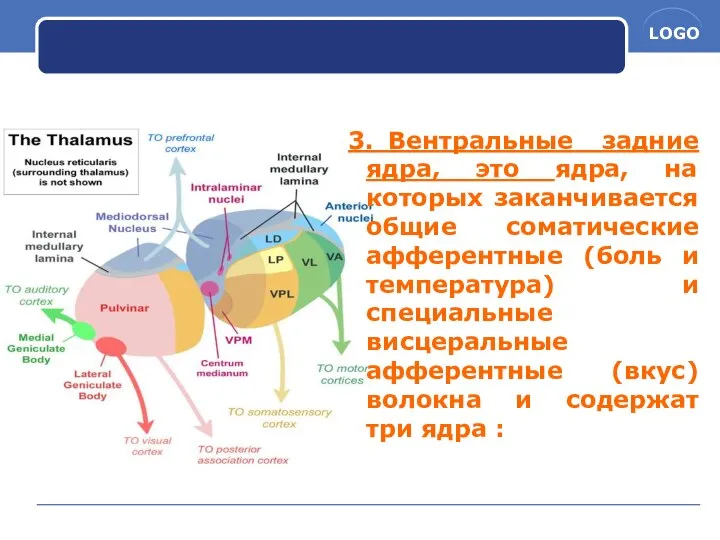 3. Вентральные задние ядра, это ядра, на которых заканчивается общие соматические