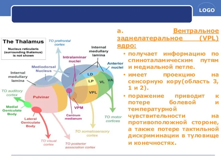 a. Вентральное заднелатеральное (VPL) ядро: получает информацию по спиноталамическим путям и