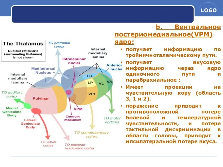 b. Вентральное постериомедиальное(VPM) ядро: получает информацию по тройничноталамическому пути. получает вкусовую