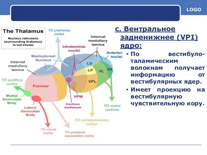 c. Вентральное задненижнее (VPI) ядро: По вестибуло-таламическим волокнам получает информацию от