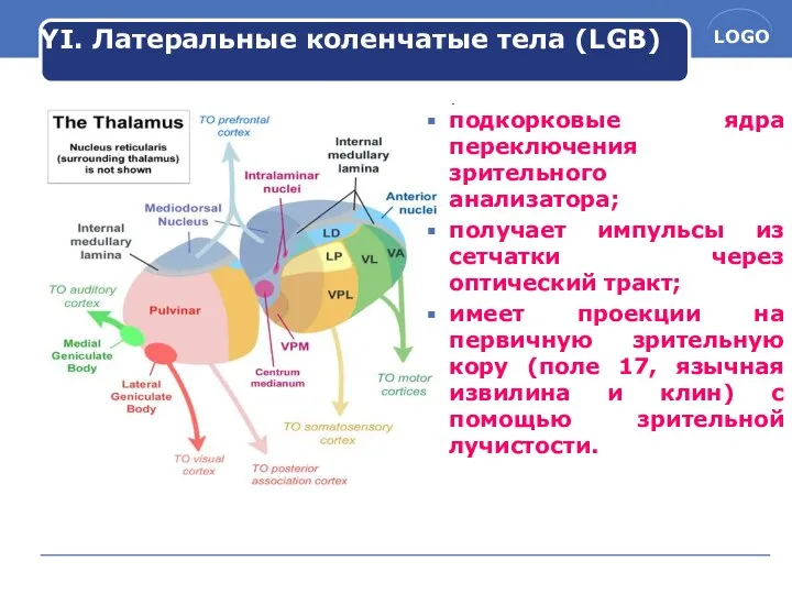 YI. Латеральные коленчатые тела (LGB) подкорковые ядра переключения зрительного анализатора; получает