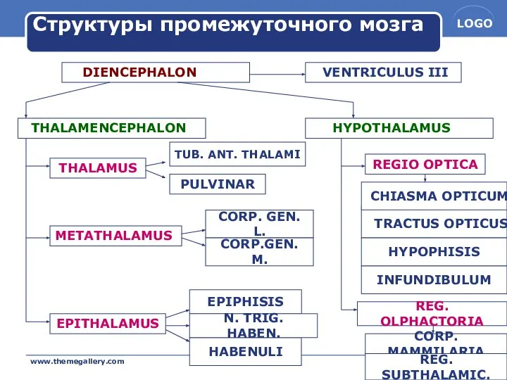 www.themegallery.com Company Name EPITHALAMUS Структуры промежуточного мозга DIENCEPHALON THALAMUS VENTRICULUS III