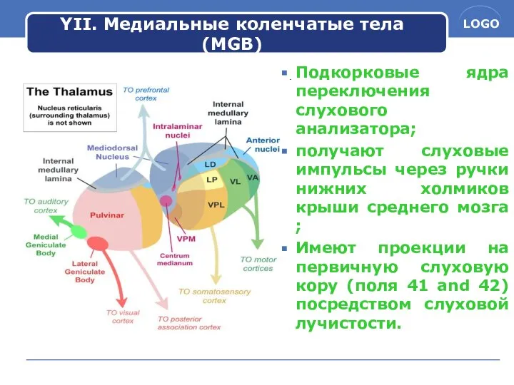 YII. Медиальные коленчатые тела (MGB) Подкорковые ядра переключения слухового анализатора; получают