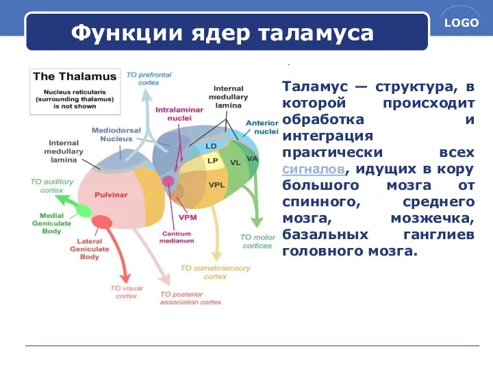 Функции ядер таламуса Таламус — структура, в которой происходит обработка и