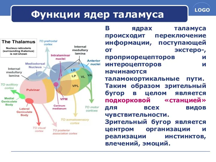 Функции ядер таламуса В ядрах таламуса происходит переключение информации, поступающей от