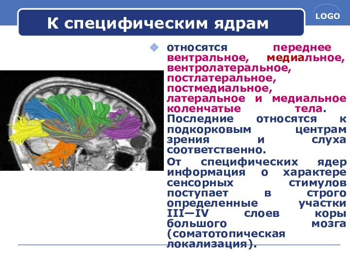 К специфическим ядрам относятся переднее вентральное, медиальное, вентролатеральное, постлатеральное, постмедиальное, латеральное