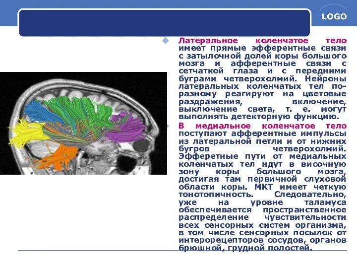 Латеральное коленчатое тело имеет прямые эфферентные связи с затылочной долей коры