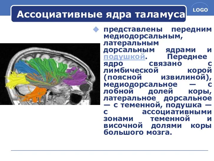 Ассоциативные ядра таламуса представлены передним медиодорсальным, латеральным дорсальным ядрами и подушкой.