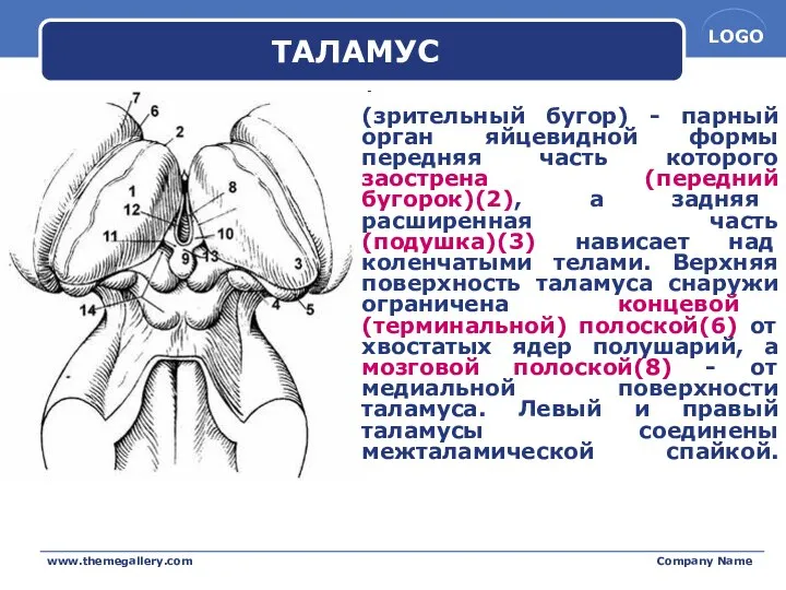 www.themegallery.com Company Name ТАЛАМУС (зрительный бугор) - парный орган яйцевидной формы