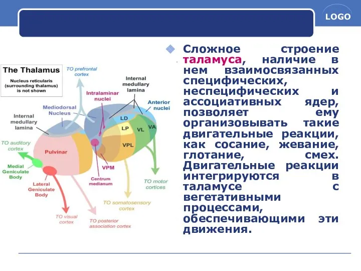 Сложное строение таламуса, наличие в нем взаимосвязанных специфических, неспецифических и ассоциативных