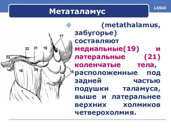 Метаталамус (metathalamus, забугорье) составляют медиальные(19) и латеральные (21) коленчатые тела, расположенные