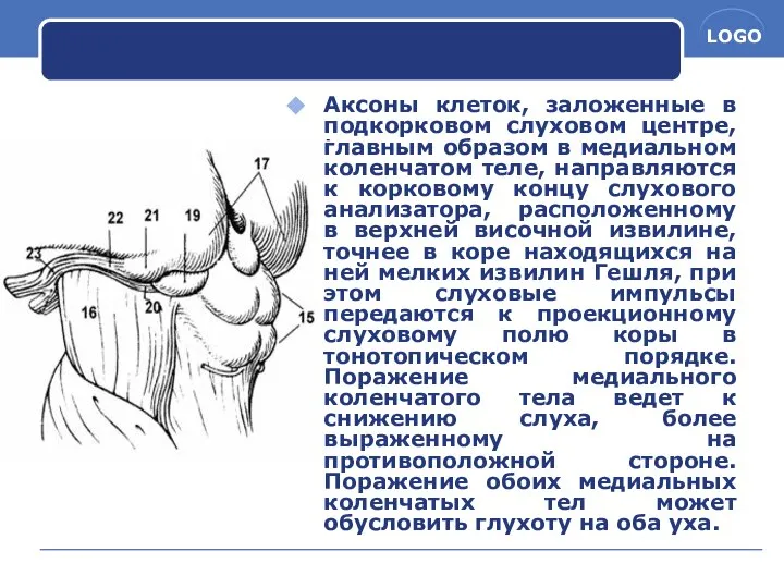 Аксоны клеток, заложенные в подкорковом слуховом центре, главным образом в медиальном