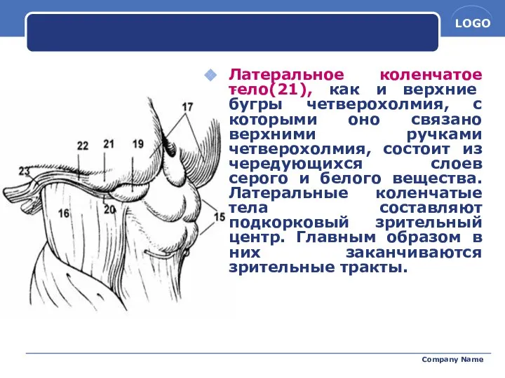 Company Name Латеральное коленчатое тело(21), как и верхние бугры четверохолмия, с