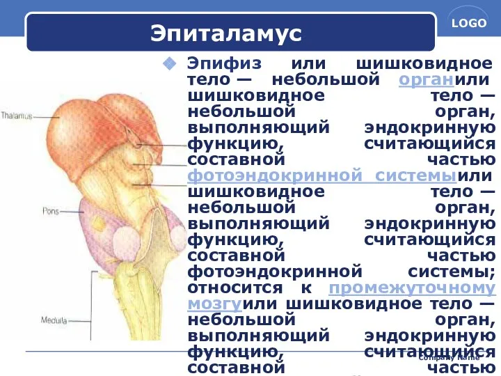 Company Name Эпиталамус Эпифиз или шишковидное тело — небольшой органили шишковидное