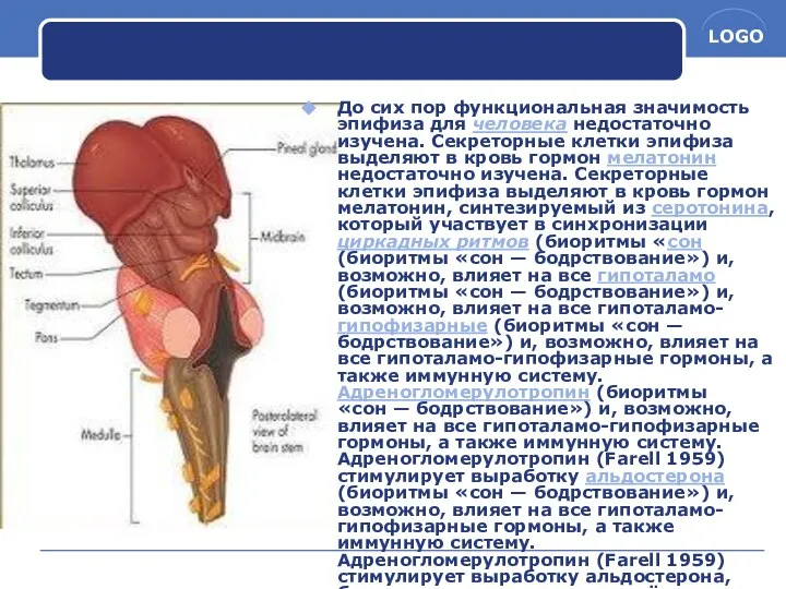 До сих пор функциональная значимость эпифиза для человека недостаточно изучена. Секреторные