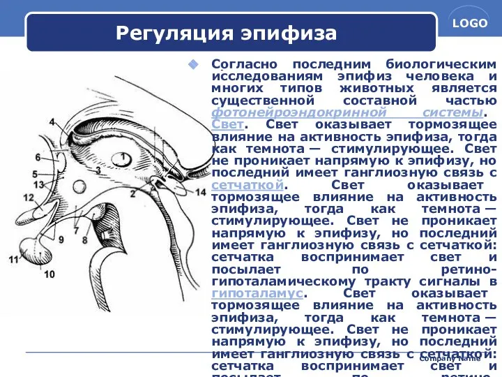 Company Name Регуляция эпифиза Согласно последним биологическим исследованиям эпифиз человека и