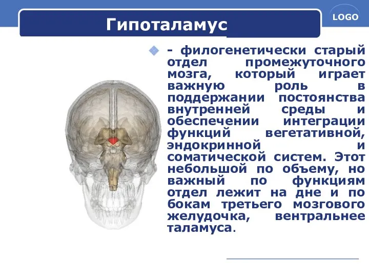 Гипоталамус - филогенетически старый отдел промежуточного мозга, который играет важную роль