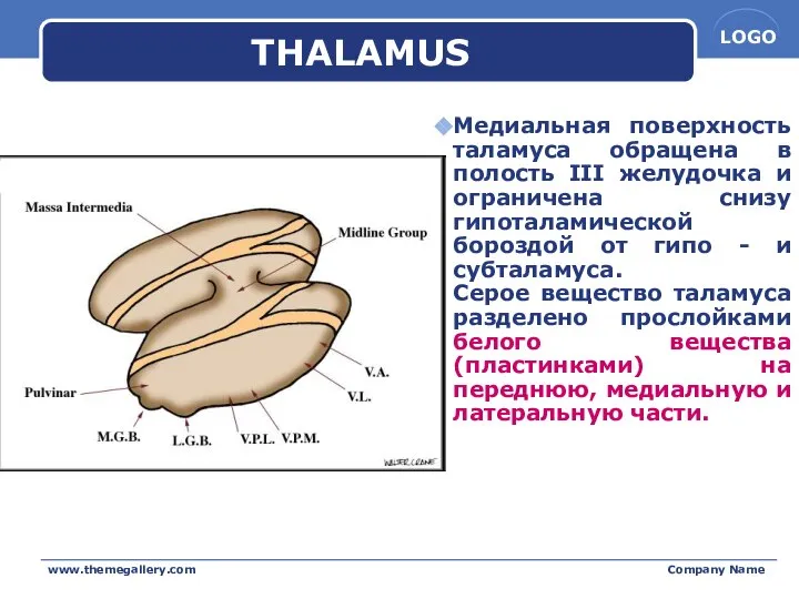 www.themegallery.com Company Name THALAMUS Медиальная поверхность таламуса обращена в полость III