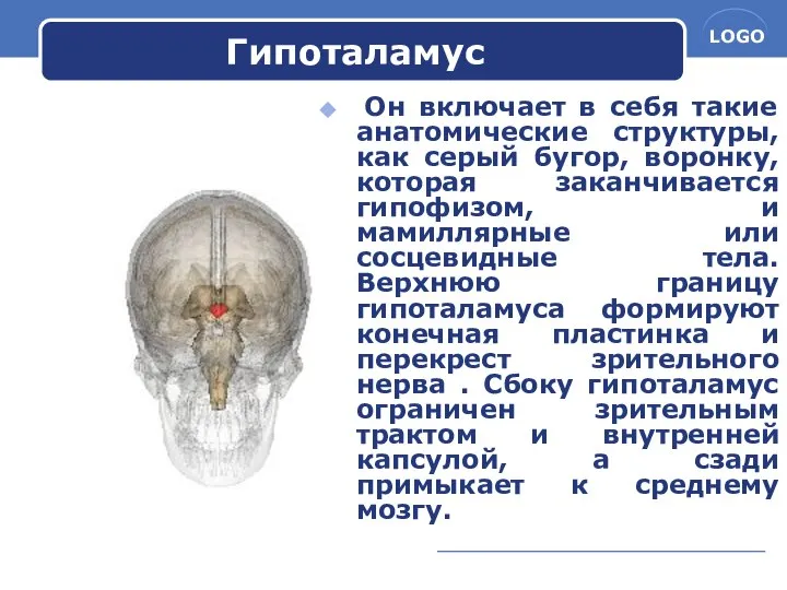 Гипоталамус Он включает в себя такие анатомические структуры, как серый бугор,
