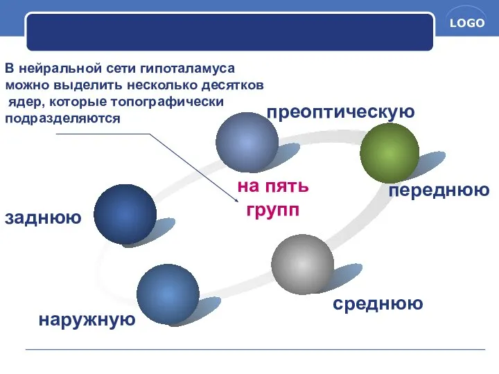 В нейральной сети гипоталамуса можно выделить несколько десятков ядер, которые топографически