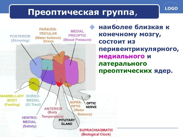 www.themegallery.com Преоптическая группа, наиболее близкая к конечному мозгу, состоит из перивентрикулярного, медиального и латерального преоптических ядер.