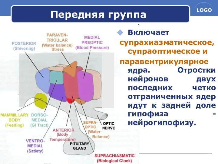 www.themegallery.com Передняя группа Включает супрахиазматическое, супраоптическое и паравентрикулярное ядра. Отростки нейронов