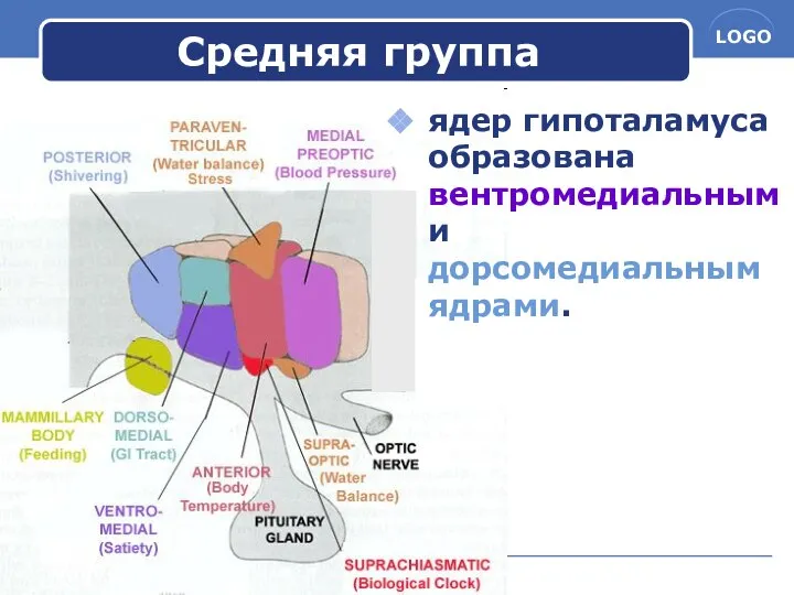 www.themegallery.com Средняя группа ядер гипоталамуса образована вентромедиальным и дорсомедиальным ядрами.