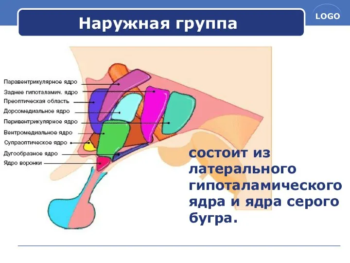 Наружная группа состоит из латерального гипоталамического ядра и ядра серого бугра.