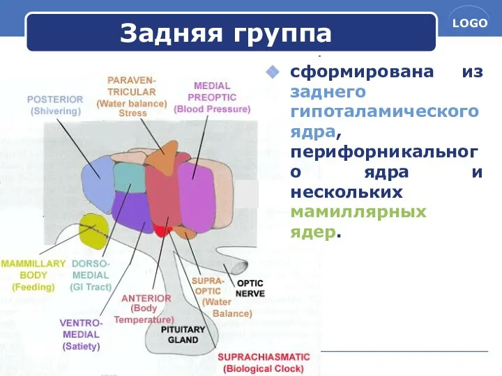 www.themegallery.com Задняя группа сформирована из заднего гипоталамического ядра, перифорникального ядра и нескольких мамиллярных ядер.