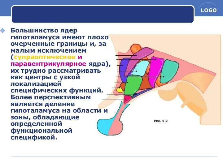 Большинство ядер гипоталамуса имеют плохо очерченные границы и, за малым исключением