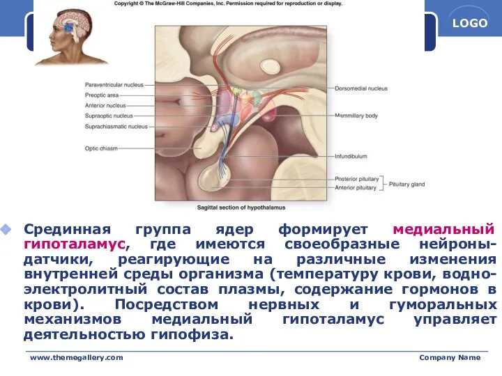 www.themegallery.com Company Name Срединная группа ядер формирует медиальный гипоталамус, где имеются