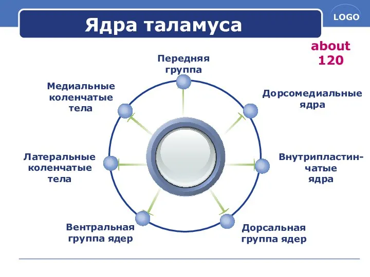 Ядра таламуса Передняя группа Медиальные коленчатые тела Внутрипластин-чатые ядра Вентральная группа