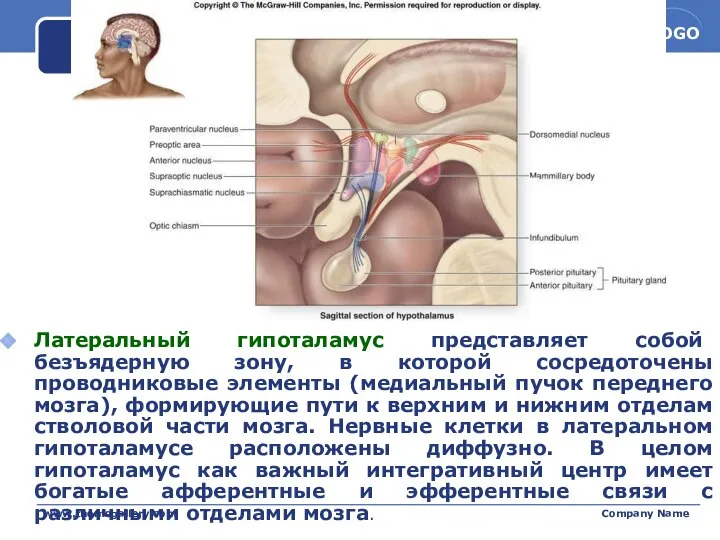 www.themegallery.com Company Name Латеральный гипоталамус представляет собой безъядерную зону, в которой