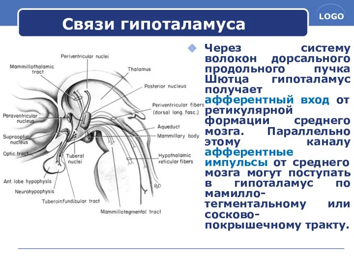 Связи гипоталамуса Через систему волокон дорсального продольного пучка Шютца гипоталамус получает
