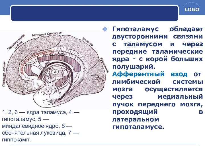 Гипоталамус обладает двусторонними связями с таламусом и через передние таламические ядра