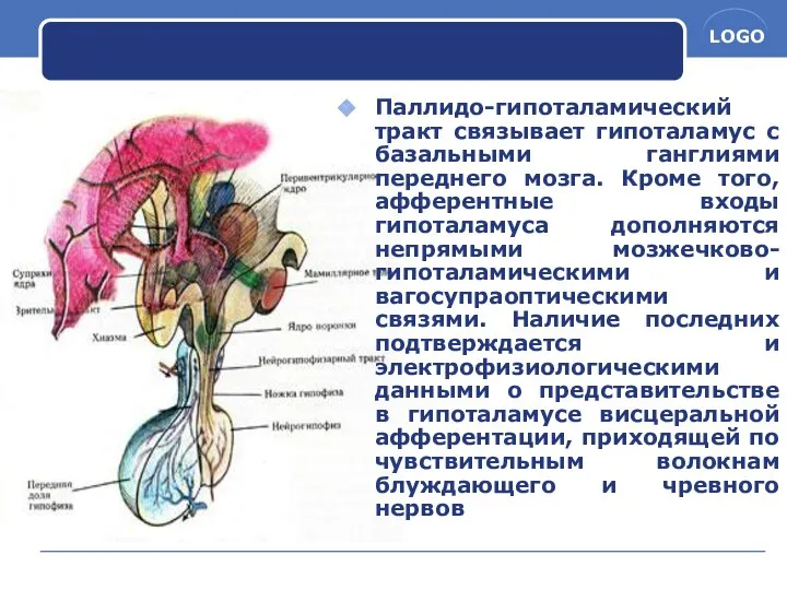 Паллидо-гипоталамический тракт связывает гипоталамус с базальными ганглиями переднего мозга. Кроме того,