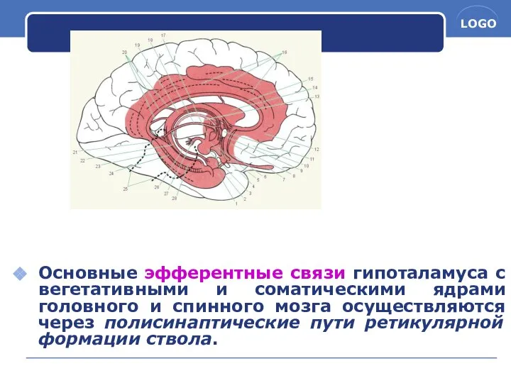 Основные эфферентные связи гипоталамуса с вегетативными и соматическими ядрами головного и