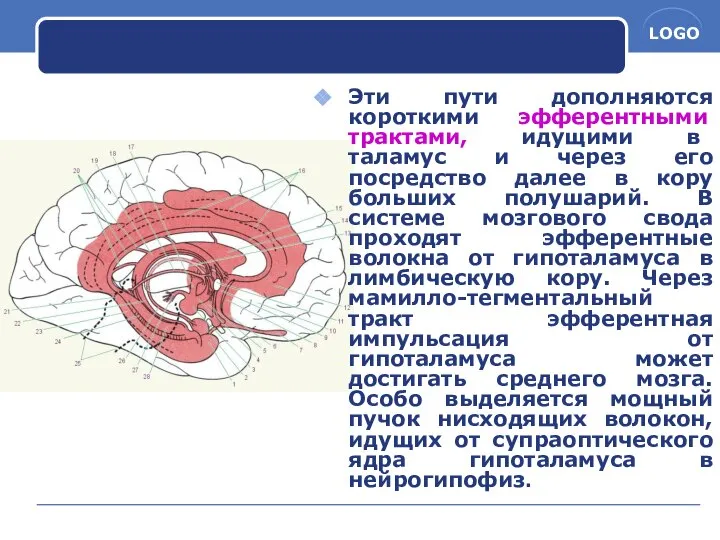 Эти пути дополняются короткими эфферентными трактами, идущими в таламус и через