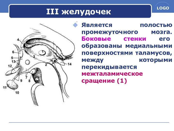 III желудочек Является полостью промежуточного мозга. Боковые стенки его образованы медиальными