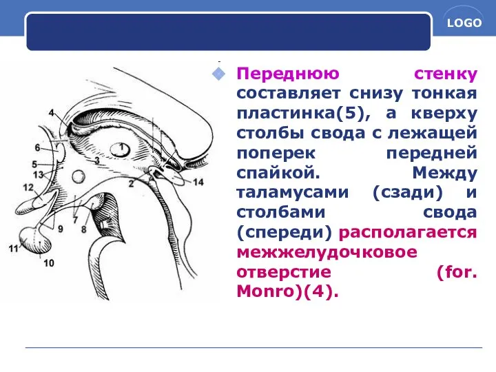 Переднюю стенку составляет снизу тонкая пластинка(5), а кверху столбы свода с