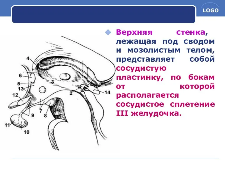 Верхняя стенка, лежащая под сводом и мозолистым телом, представляет собой сосудистую