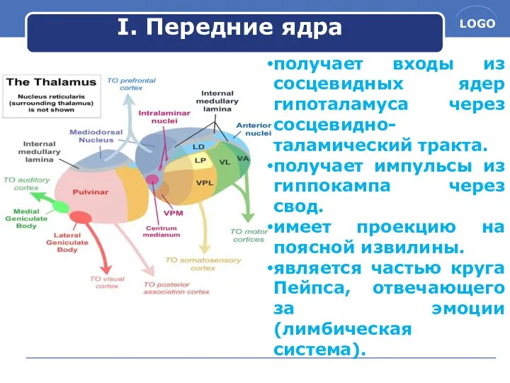 I. Передние ядра получает входы из сосцевидных ядер гипоталамуса через сосцевидно-